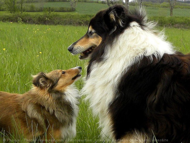 Photo de Races diffrentes