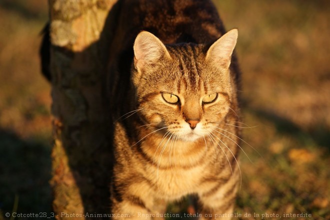 Photo de Chat domestique