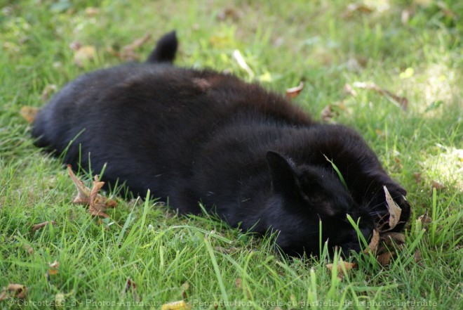 Photo de Chat domestique