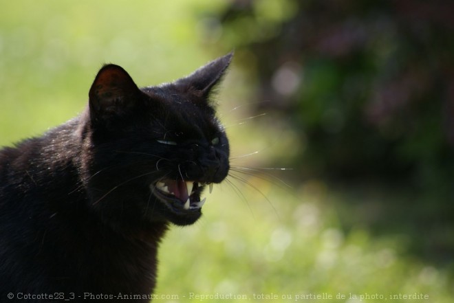 Photo de Chat domestique