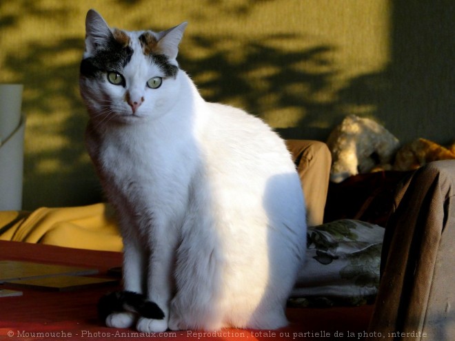 Photo de Chat domestique