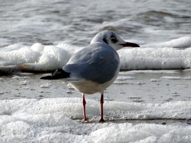 Photo de Mouette