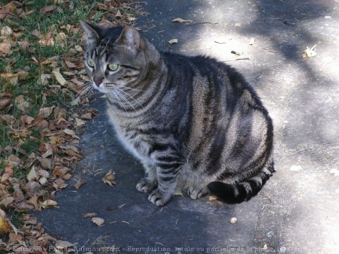 Photo de Chat domestique