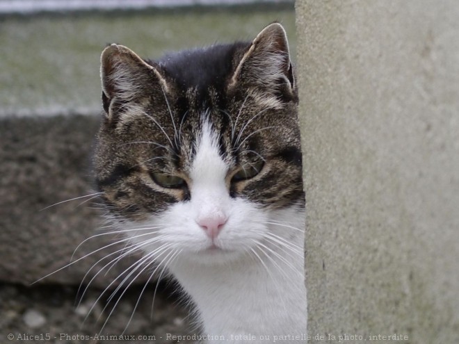 Photo de Chat domestique