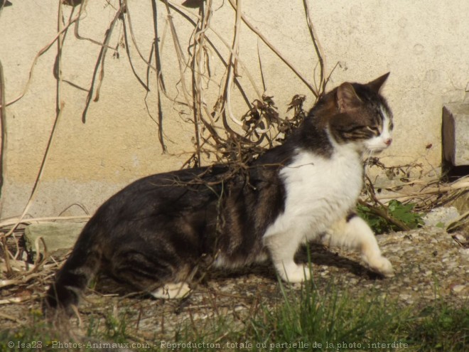 Photo de Chat domestique