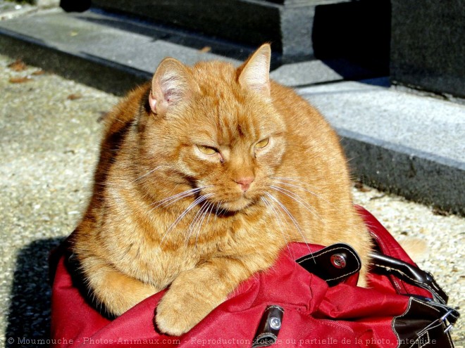 Photo de Chat domestique