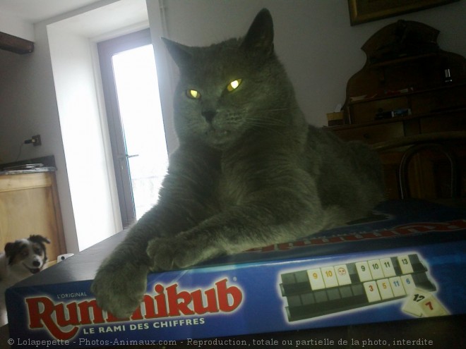 Photo de Chartreux