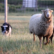 Photo de Border collie