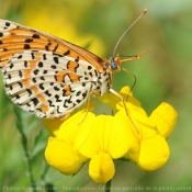 Photo de Papillon - damier noir