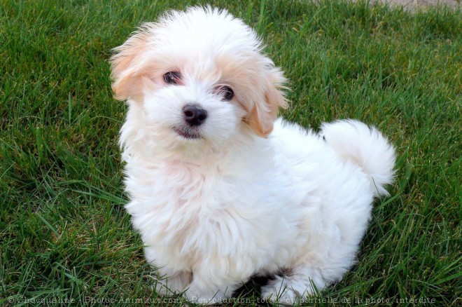 Photo de Coton de tulear