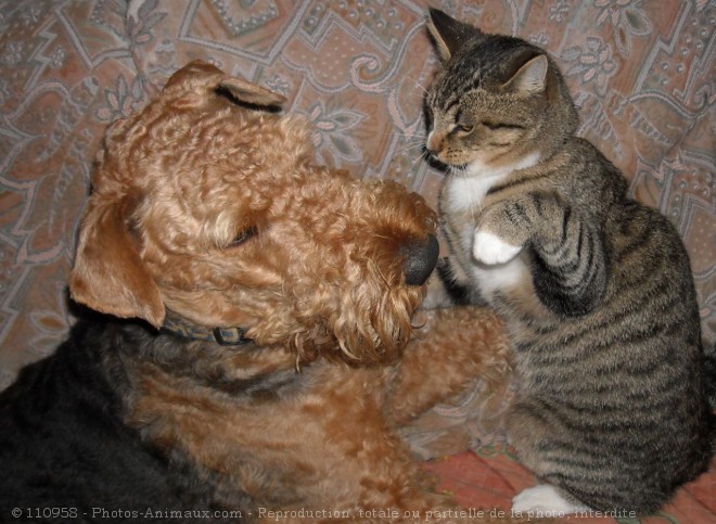 Photo de Races diffrentes