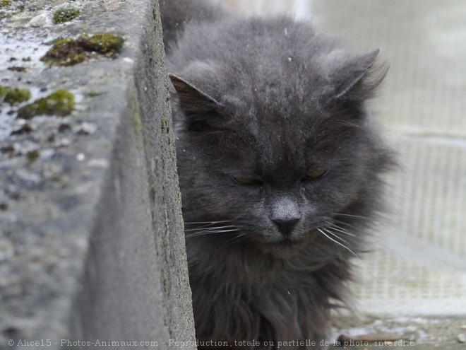 Photo de Chat domestique