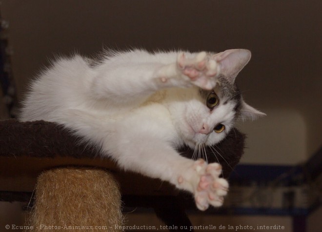 Photo de Chat domestique