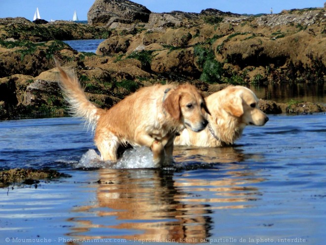 Photo de Labrador retriever