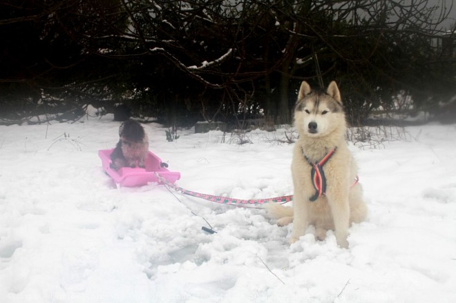 Photo de Husky siberien