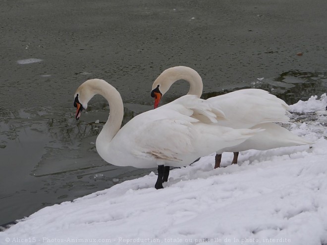 Photo de Cygne