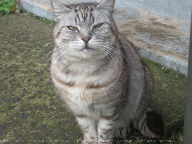 Photo de Chat domestique