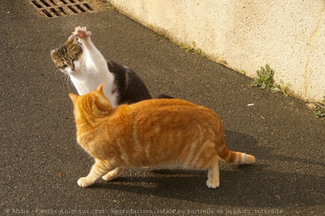 Photo de Chat domestique