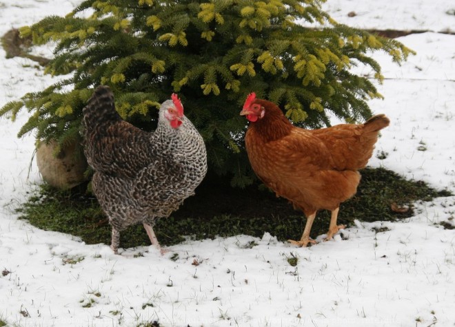 Photo de Poule