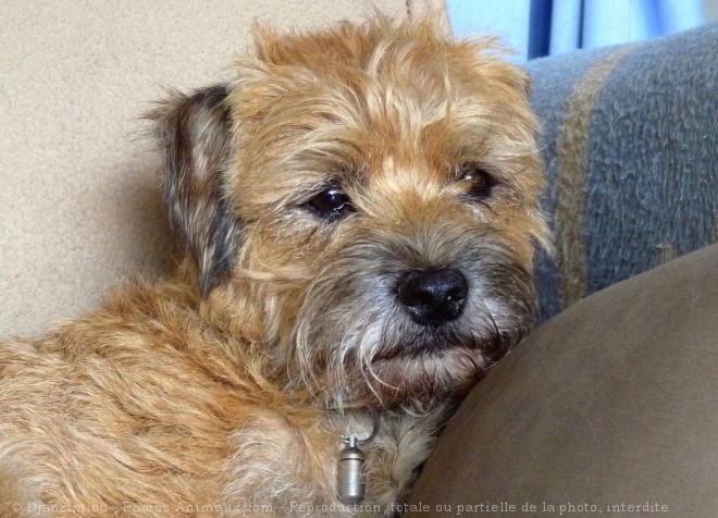 Photo de Border terrier