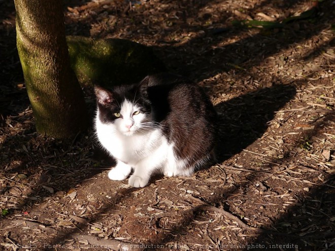 Photo de Chat domestique