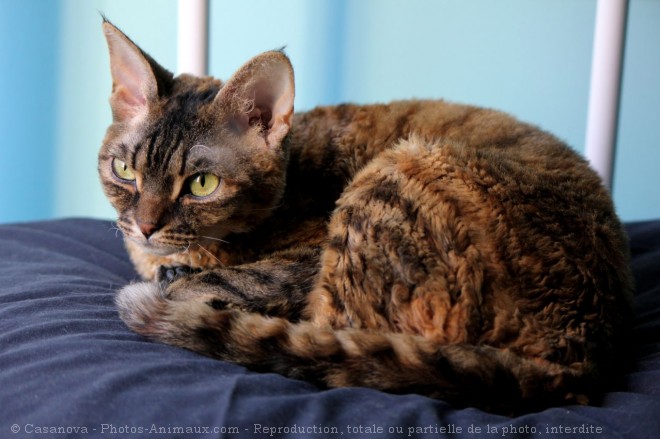 Photo de Devon rex