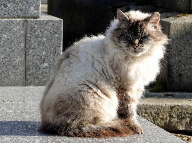 Photo de Chat domestique