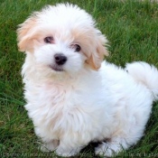 Photo de Coton de tulear