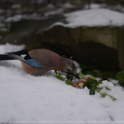 Photo de Geai - des chnes