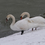 Photo de Cygne