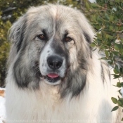 Photo de Chien de montagne des pyrnes