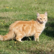 Photo de Chat domestique