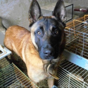 Photo de Berger belge malinois