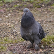 Photo de Pigeon