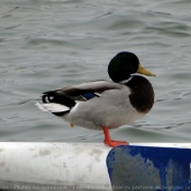 Photo de Canard colvert