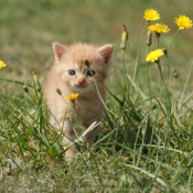 Photo de Chat domestique