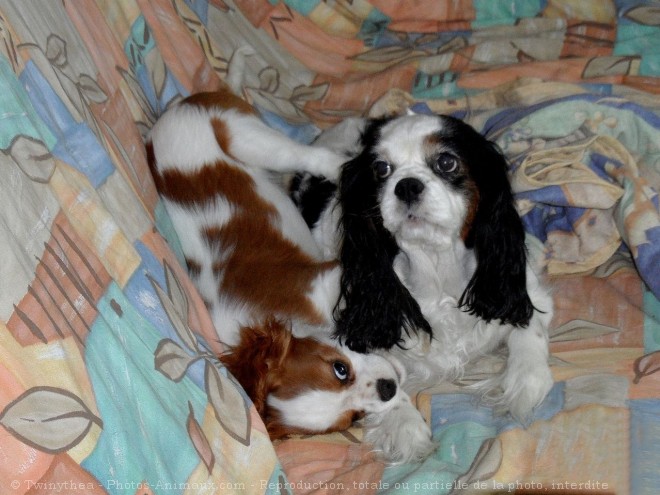 Photo de Cavalier king charles spaniel