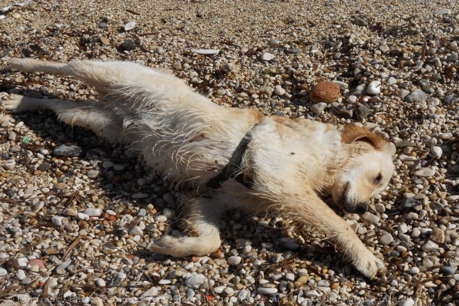 Photo de Retriever  poil boucl