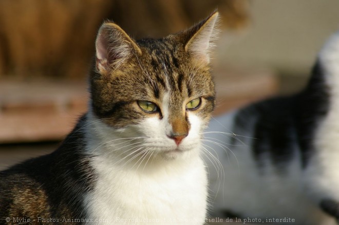 Photo de Chat domestique