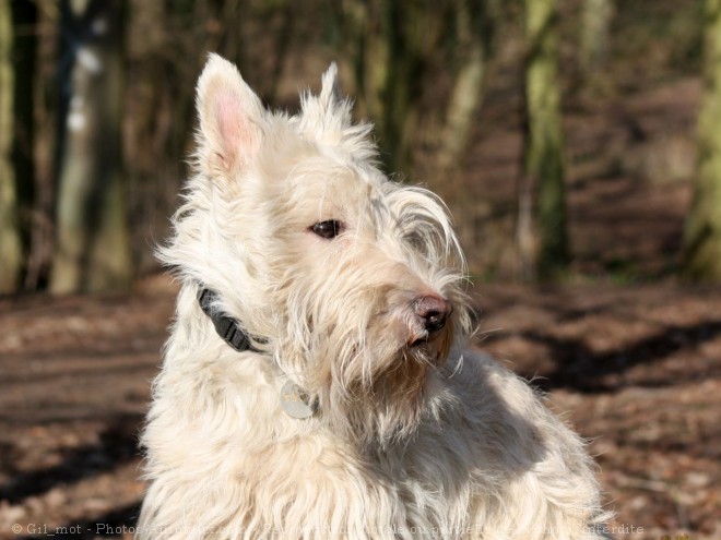 Photo de Scottish terrier