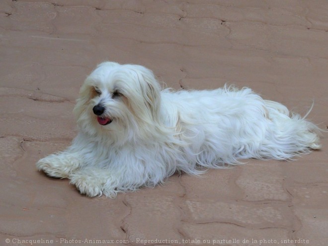 Photo de Coton de tulear