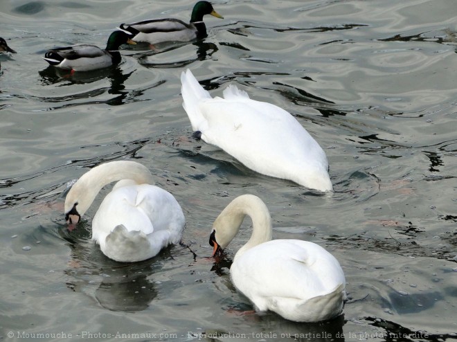 Photo de Races diffrentes