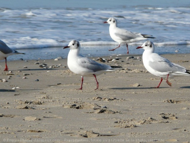 Photo de Mouette