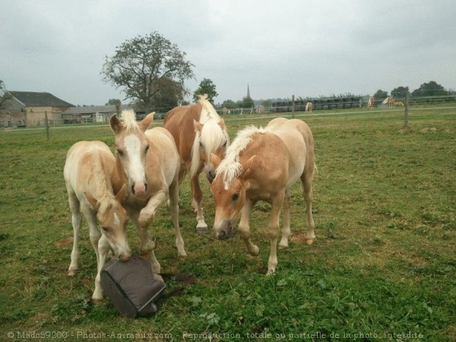 Photo de Haflinger