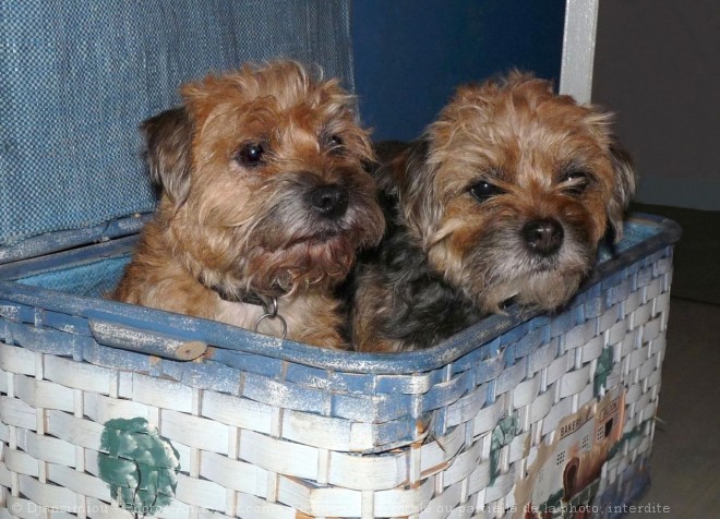 Photo de Border terrier