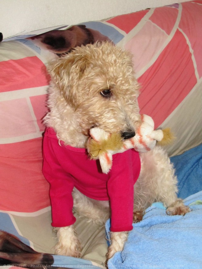 Photo de Fox terrier  poil dur