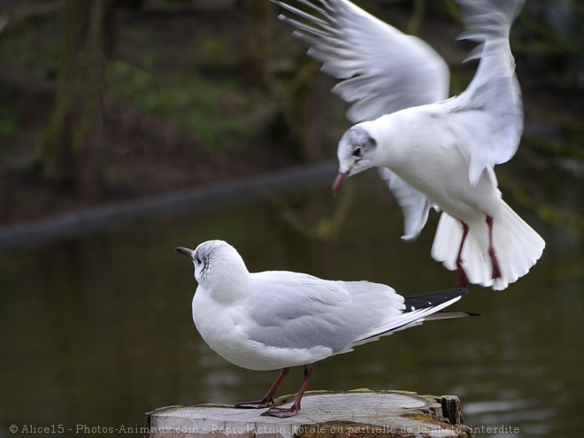 Photo de Mouette