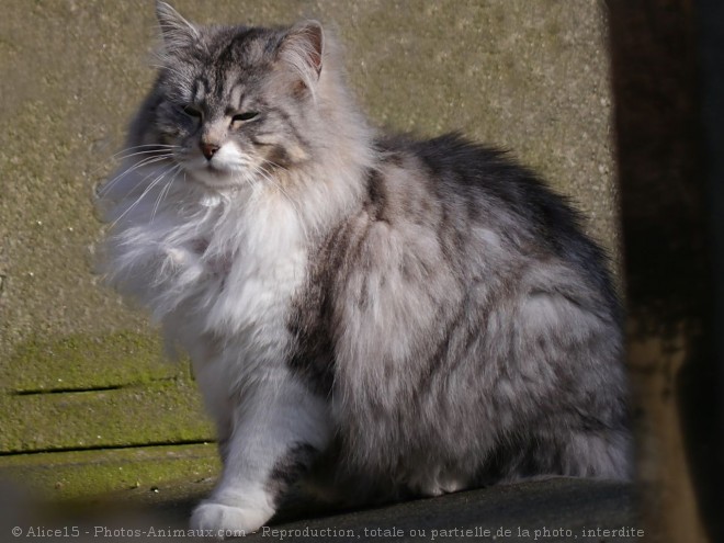 Photo de Chat domestique