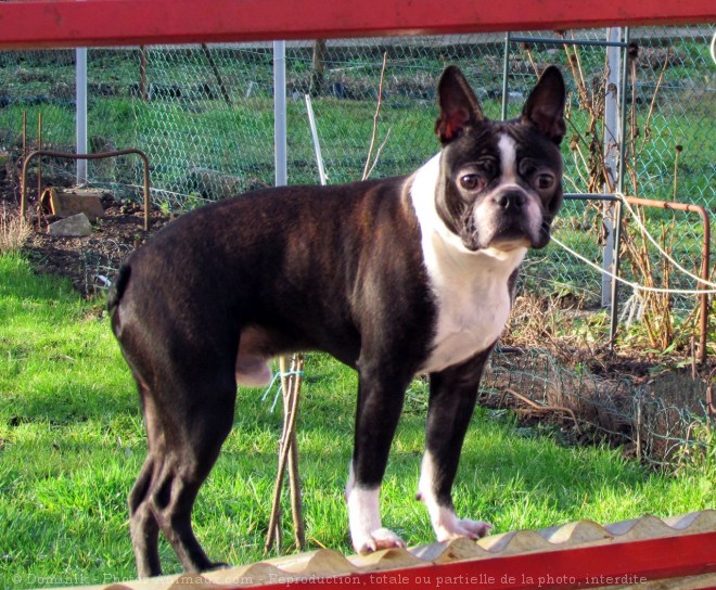 Photo de Boston terrier