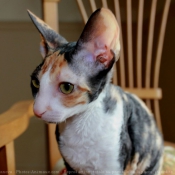 Photo de Cornish rex